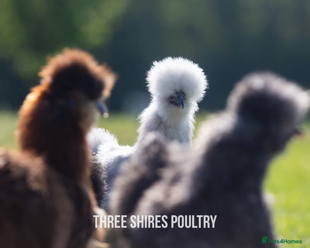 Chickens poultry for sale: Silkie Bantams - Advert 1