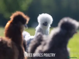 Chickens poultry Silkie Bantams - Advert 2