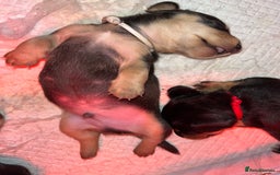 Miniature Dachshund dogs for sale: Miniature Dachshunds looking for perfect Home - Image 13