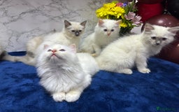Ragdoll cats for sale: TICA Registered Magnificent Ragdoll kittens  - Image 17