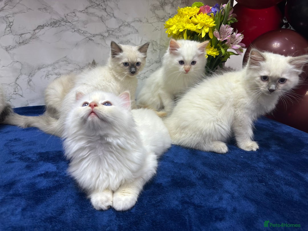 Ragdoll cats for sale: TICA Registered Magnificent Ragdoll kittens  - Image 17