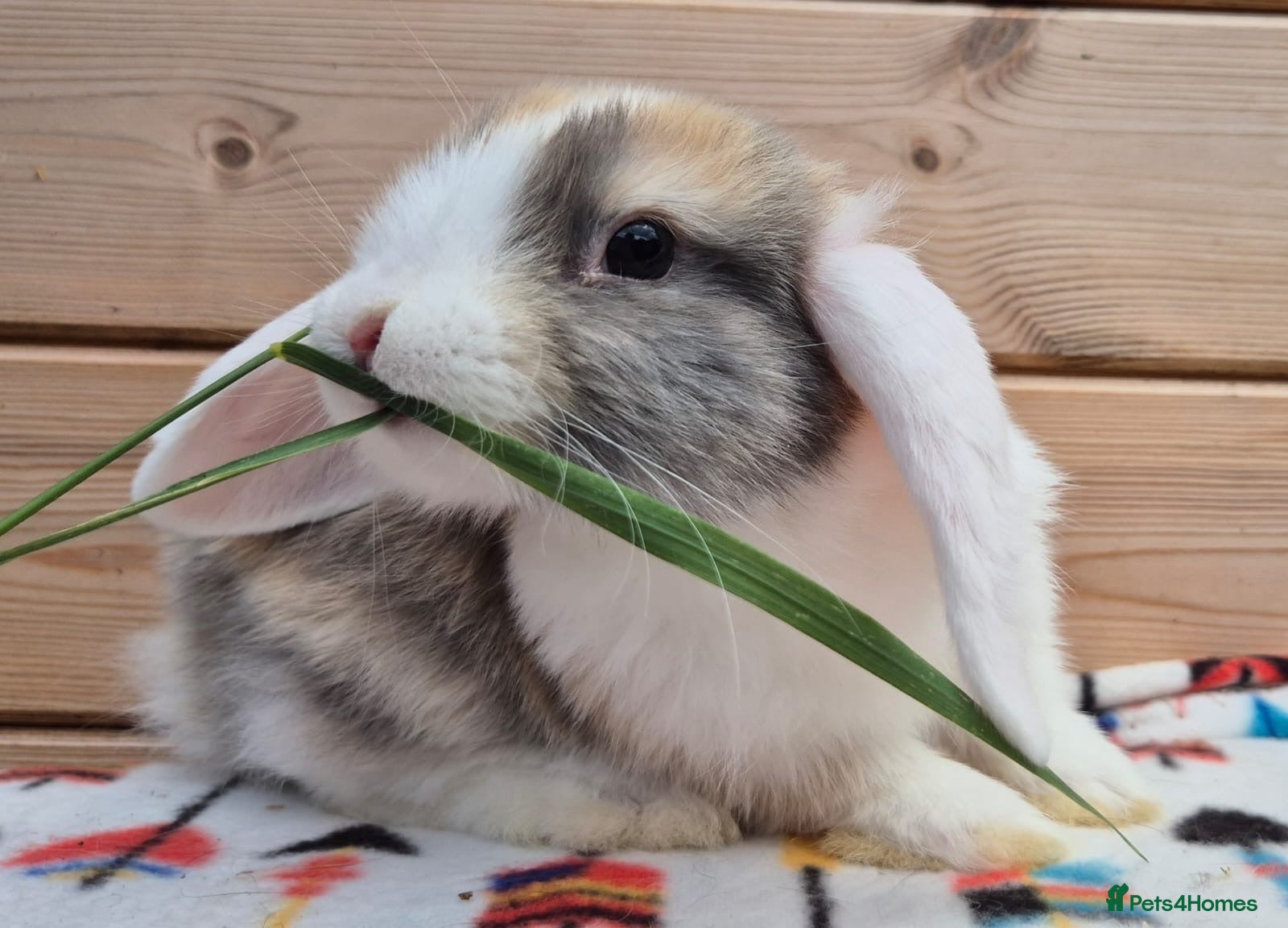 Mini Lop rabbits Mini lops  8 weeks old 31/07/26 - Advert 18