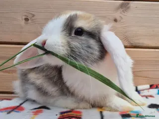 Mini Lop rabbits Mini lops 8 weeks old 31/07/26 - Advert 18