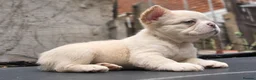 French Bulldog dogs for sale: FLUFFY FRENCHY:ISABELLA/LILAC/PLATINUM-KC&DNA CERT - Advert 16