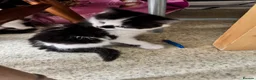 Mixed Breed cats for sale: Four Kittens for Sale - Advert 6
