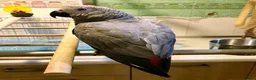 Parrots birds for sale: Timneh African Greys for sale  in Chorley - Advert 3