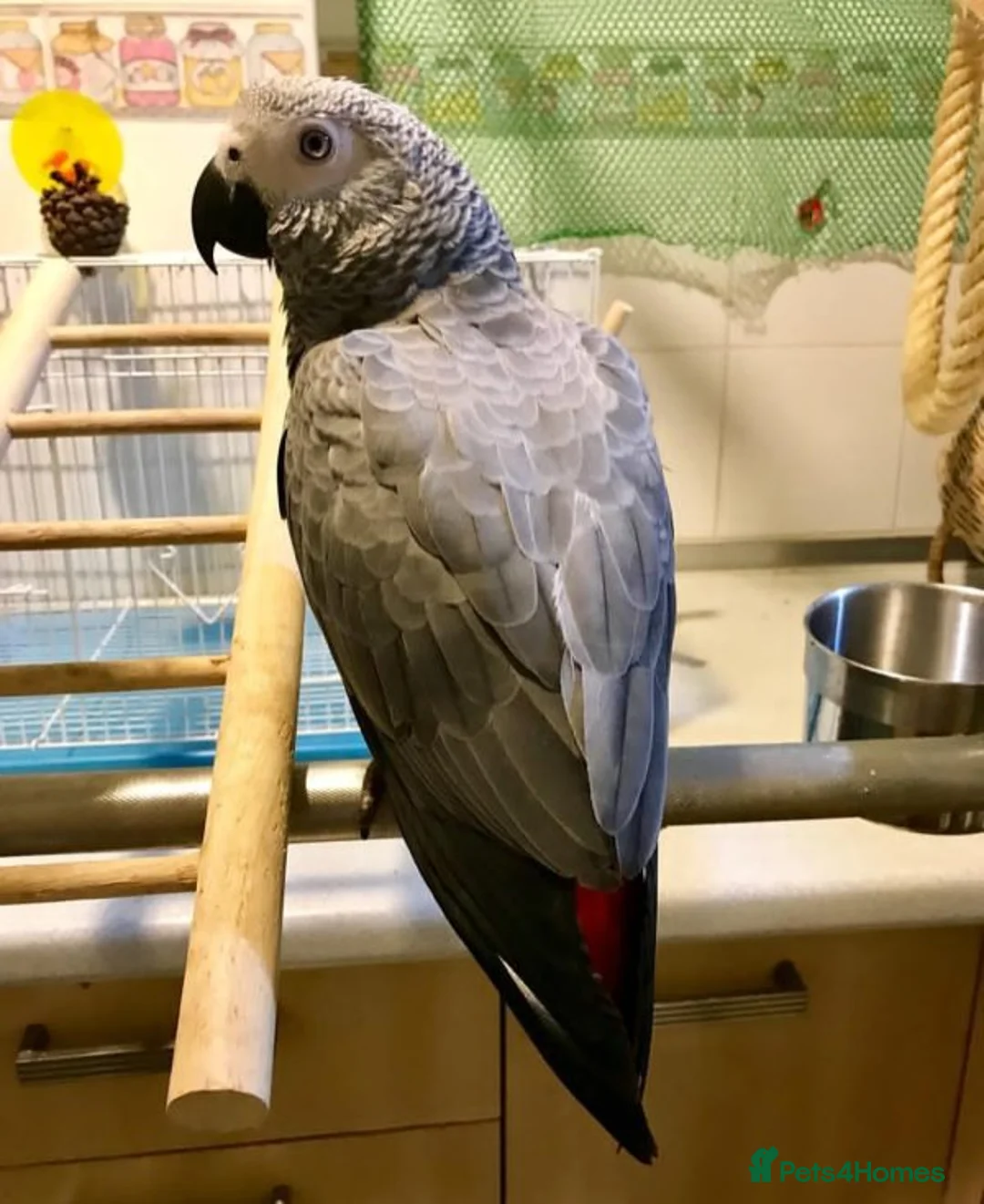 Parrots birds for sale: Timneh African Greys for sale  in Chorley - Advert 3