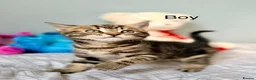 Mixed Breed cats for sale: Kittens - Advert 10