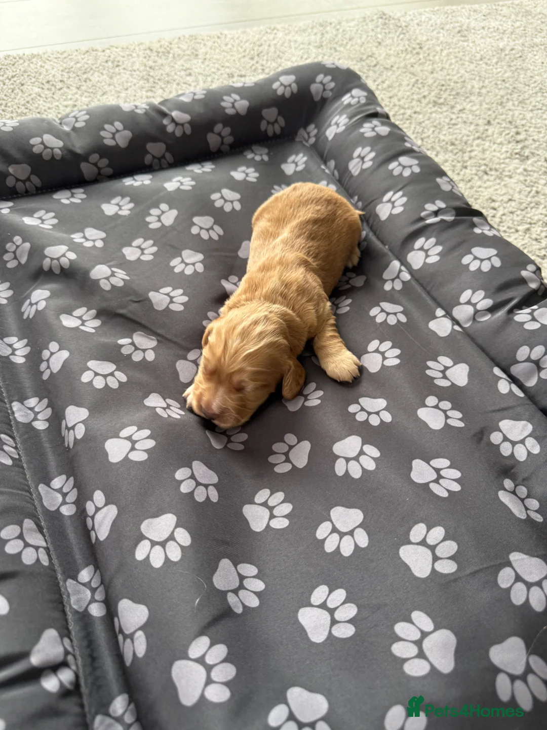 Cocker Spaniel dogs for sale: Working Cocker Spaniels in Mold - Advert 5