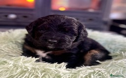 Bernedoodle dogs for sale: Beautiful Bernedoodle babies  - Advert 15