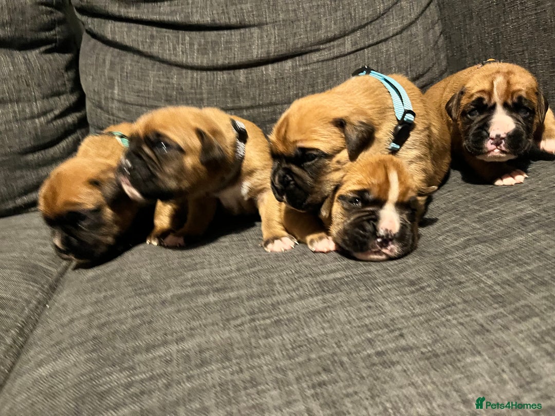 Boxer dogs for sale: Beautiful bob/tailed litter pure boxers  - Advert 37