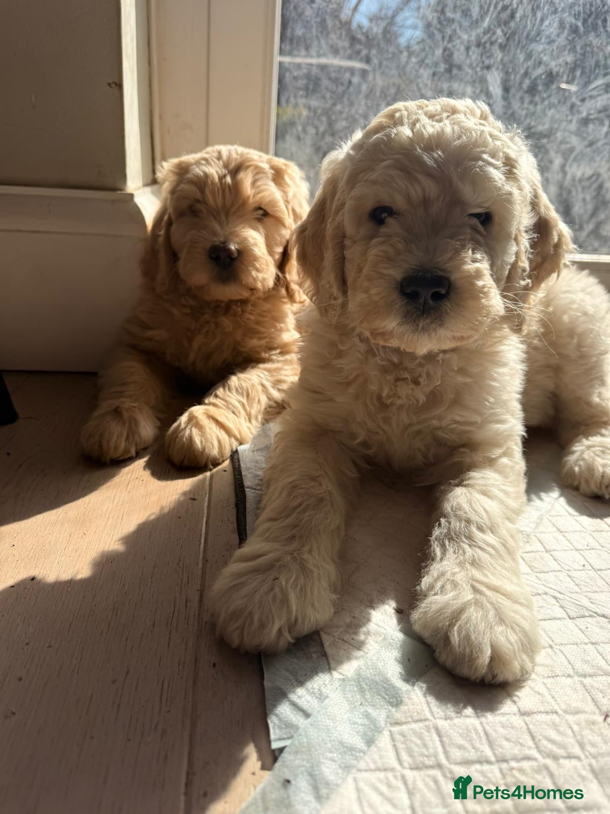 Labradoodle dogs Adorable Labradoodle Puppies  - Advert 4