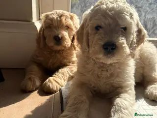 Labradoodle dogs Adorable Labradoodle Puppies - Advert 4