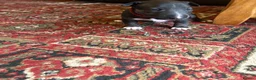Bull Terrier dogs for sale: Beautiful puppy looking for forever home  - Advert 23