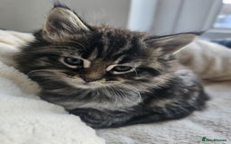 Maine Coon cats for sale: 2 stunning 3/4 Maine Coon boys - Image 8