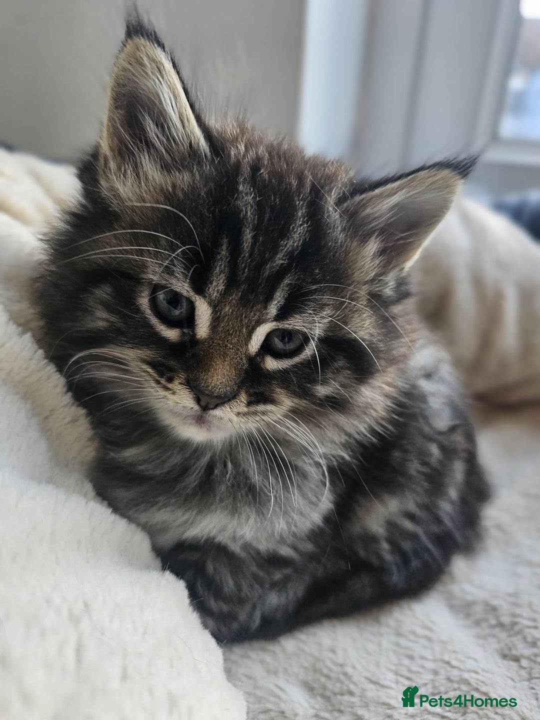 Maine Coon cats for sale: 2 stunning 3/4 Maine Coon boys - Image 8