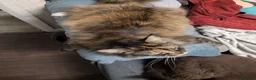 Maine Coon cats for sale: New home for Bonnie  - Advert 8