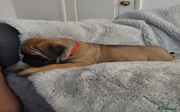 Bullmastiff dogs for sale: K.c registered Bullmastiff puppies  - Image 24