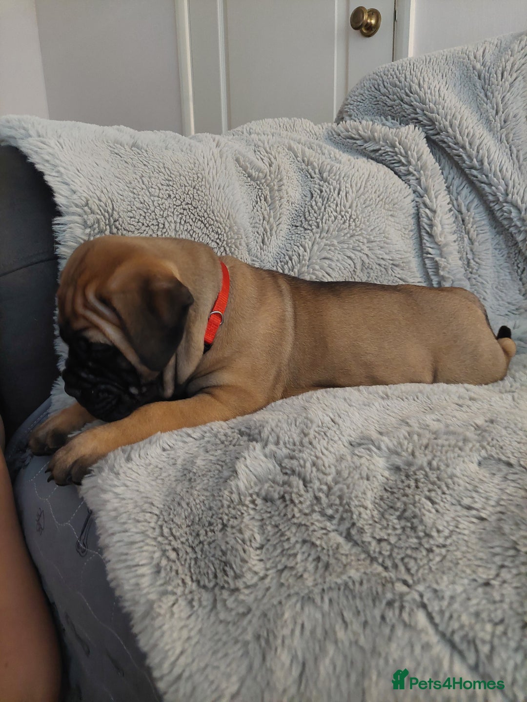 Bullmastiff dogs for sale: K.c registered Bullmastiff puppies  - Image 24