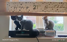 British Shorthair cats for sale: Beautiful British short-hair cross - Image 13