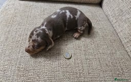 Miniature Dachshund dogs for sale: Miniature dachshund Puppies  - Advert 12