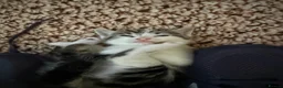 British Shorthair cats for sale: Kitten’s  in Darlington - Advert 28