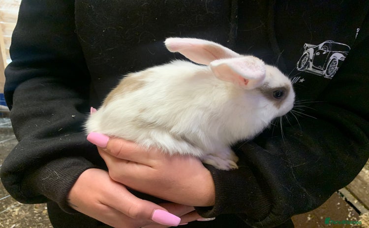 Mini Lop rabbits - Advert 9