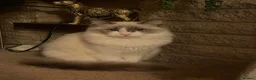 Ragdoll cats for sale: Beautiful ragdoll kittens - Advert 1