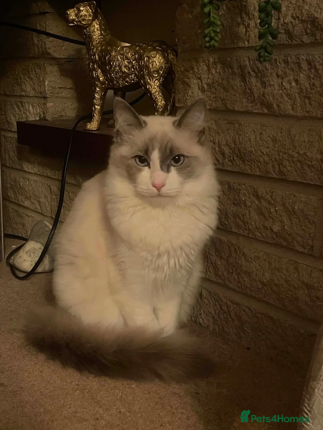 Ragdoll cats for sale: Beautiful ragdoll kittens - Advert 1