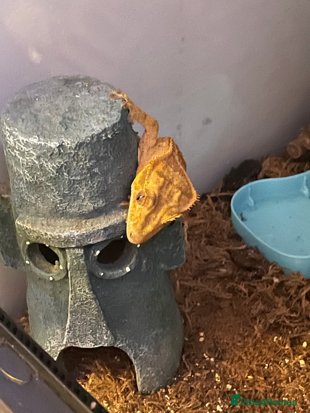Gecko reptiles for sale: Crested Gecko - Image 7