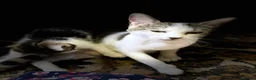 Mixed Breed cats for sale: Mom and baby boy - Advert 9