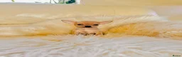 Chihuahua dogs for sale: 3 Male Extra Extra Small Chihuahua pups - Advert 28