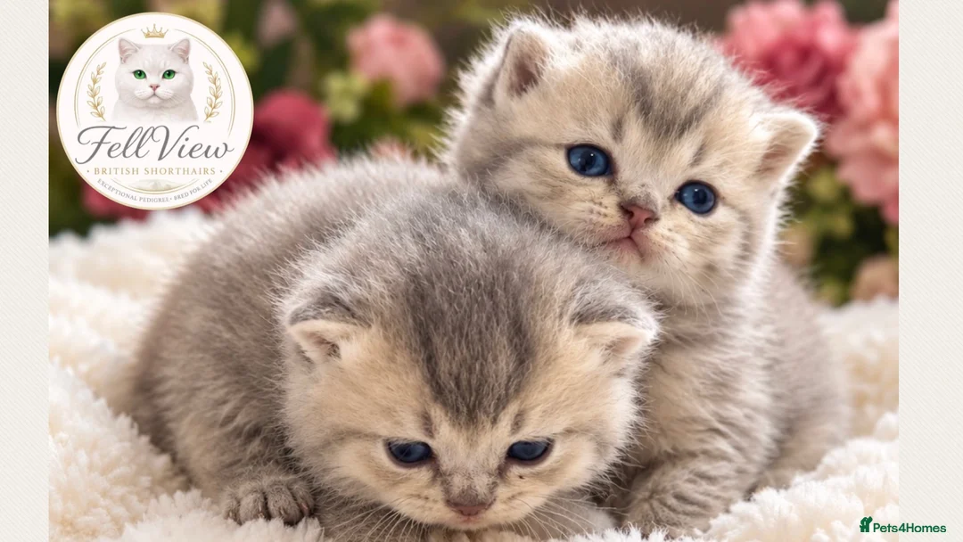 British Longhair cats for sale: 🐾 Beautiful Lilac Golden Longhair Kittens 🐾 - Advert 1