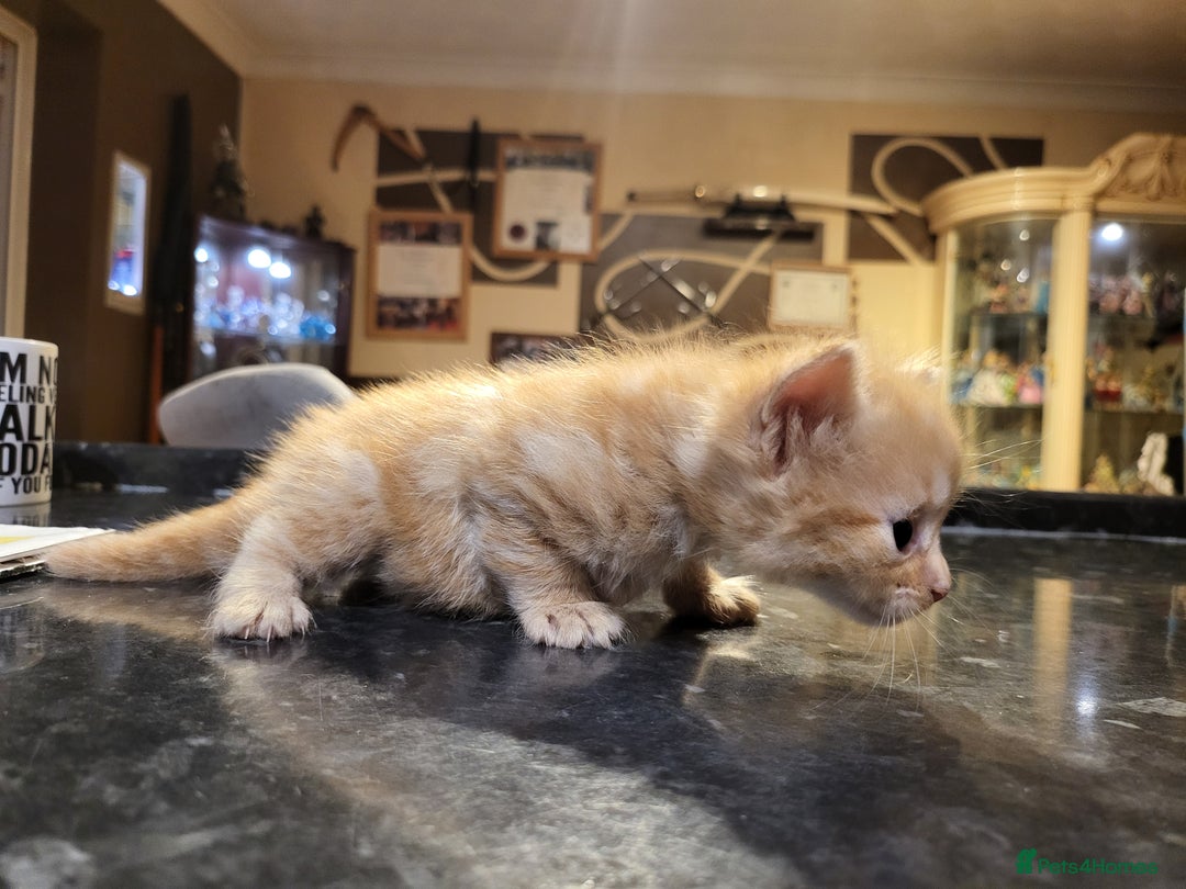 Mixed Breed cats for sale: Beautiful kittens - Image 4
