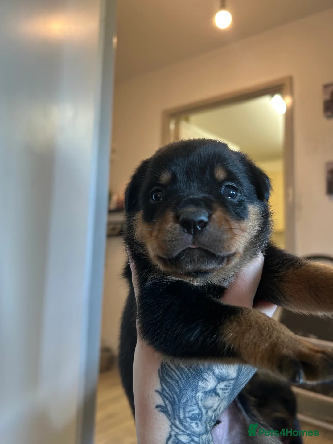 Rottweiler dogs for sale: Rottweiler puppies, only 2 girls left! Ready now  - Advert 17