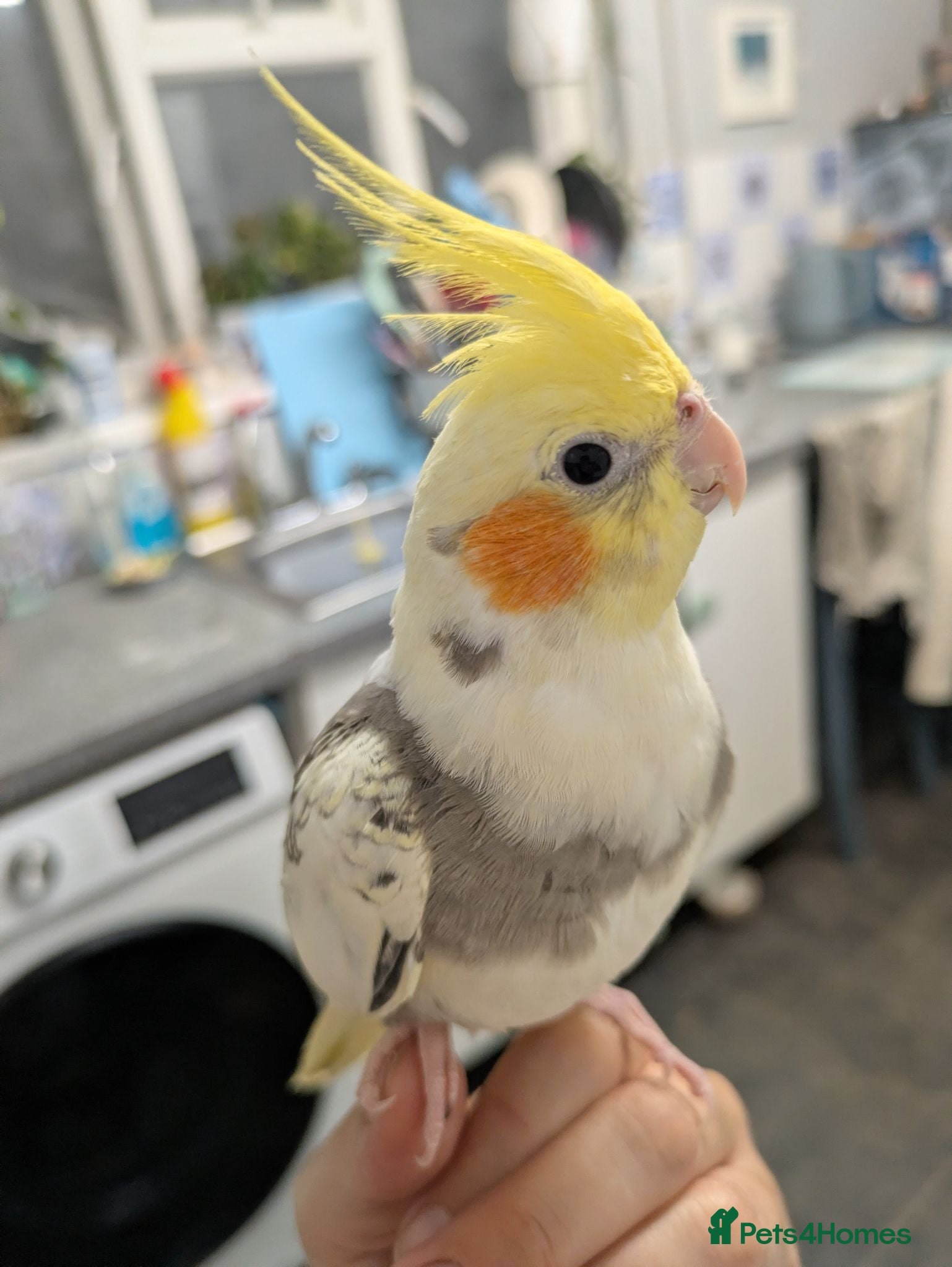 Cockatiels birds Hand reared friendly cockatiels 4 months old  - Advert 1