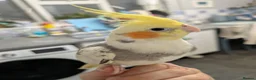 Cockatiels birds for sale: Hand reared friendly cockatiels 4 months old  in Godstone - Advert 1