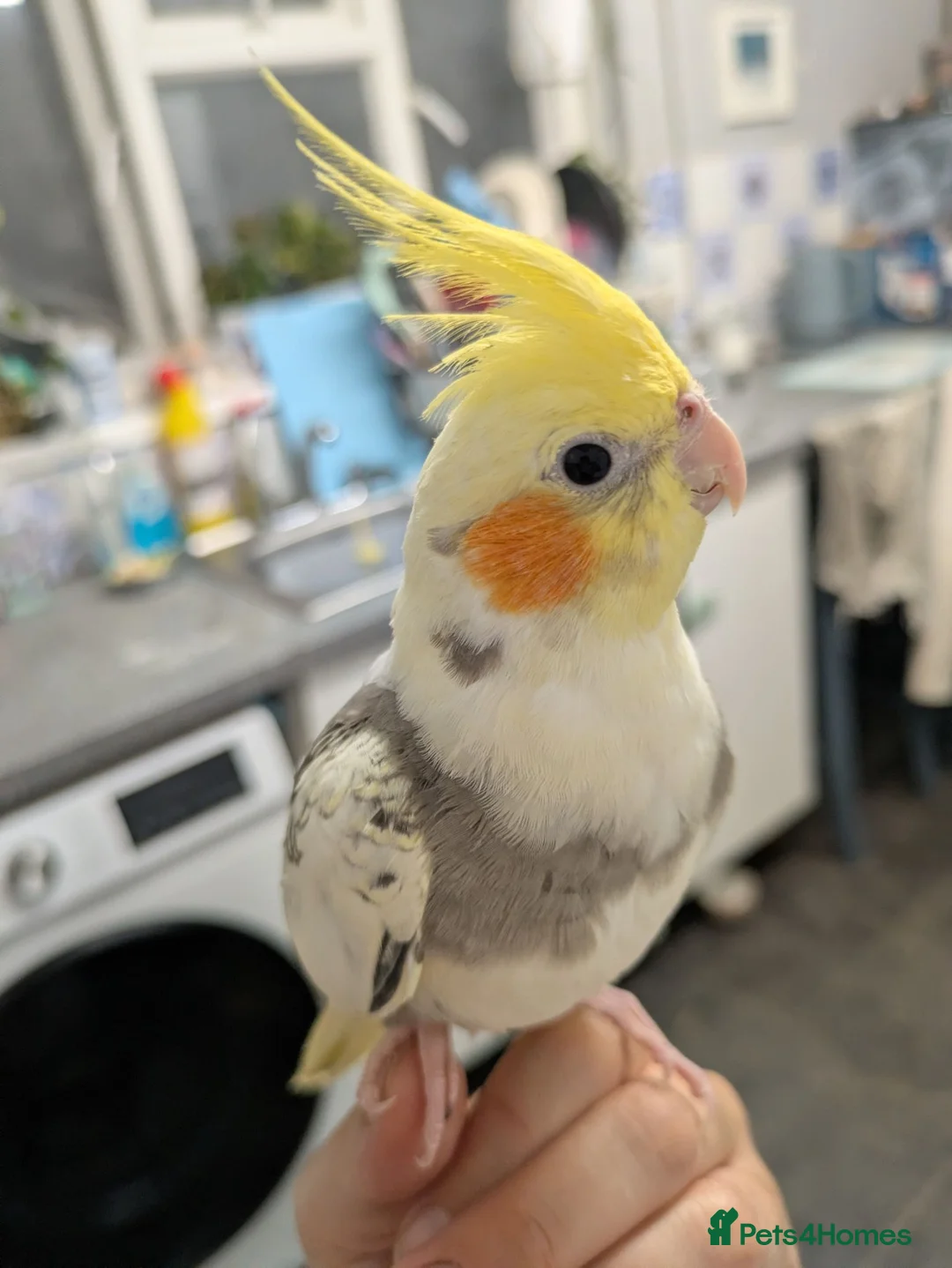 Cockatiels birds for sale: Hand reared friendly cockatiels 4 months old  in Godstone - Advert 1