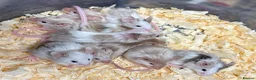 Mouse rodents for sale: Fancy Mice  - Advert 6