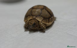 Tortoise reptiles for sale: Greek Tortoises for sale - Image 9