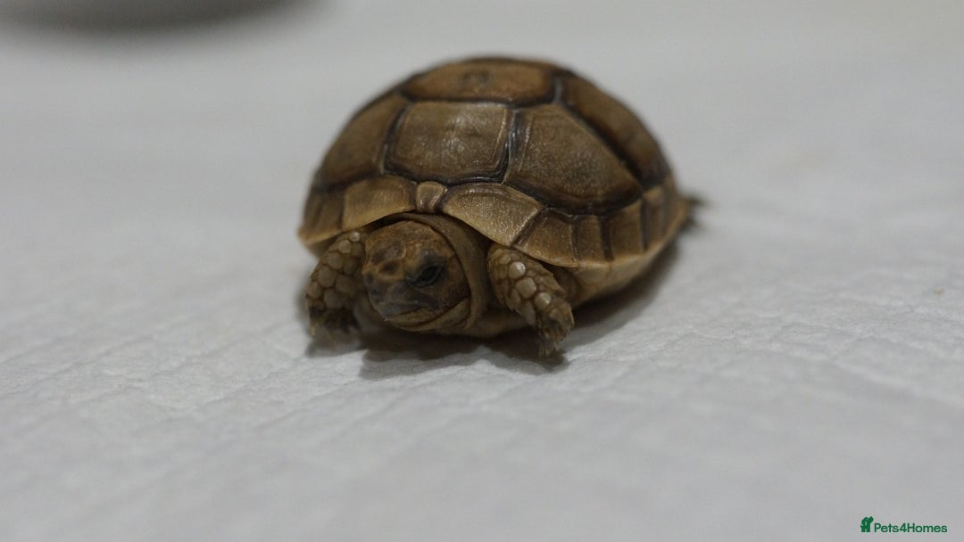 Tortoise reptiles for sale: Greek Tortoises for sale - Image 9