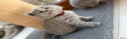 British Shorthair cats for sale: British shorthair kittens  - Advert 5