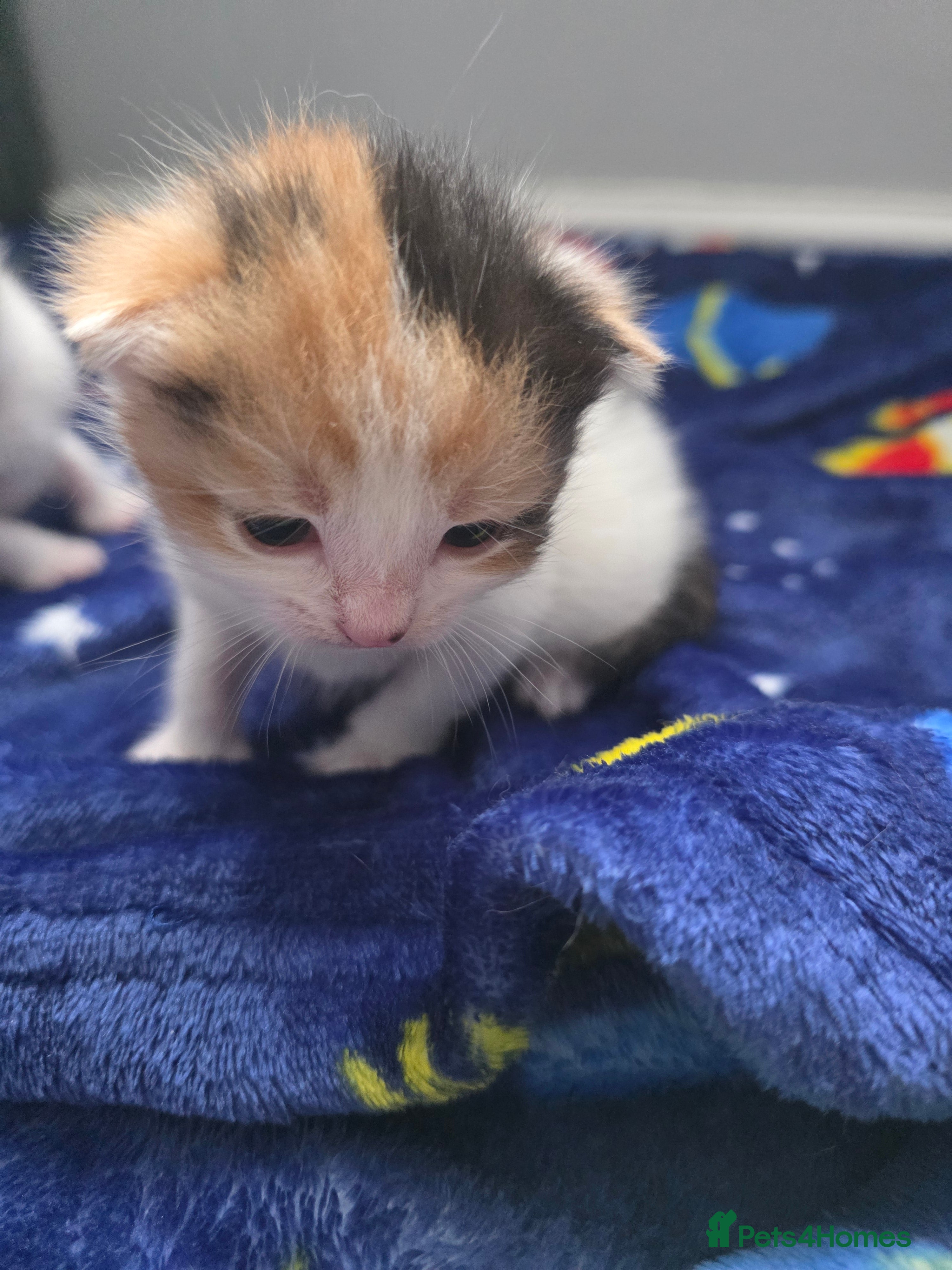 Mixed Breed cats for sale: Mixed bread kittens  - Advert 2