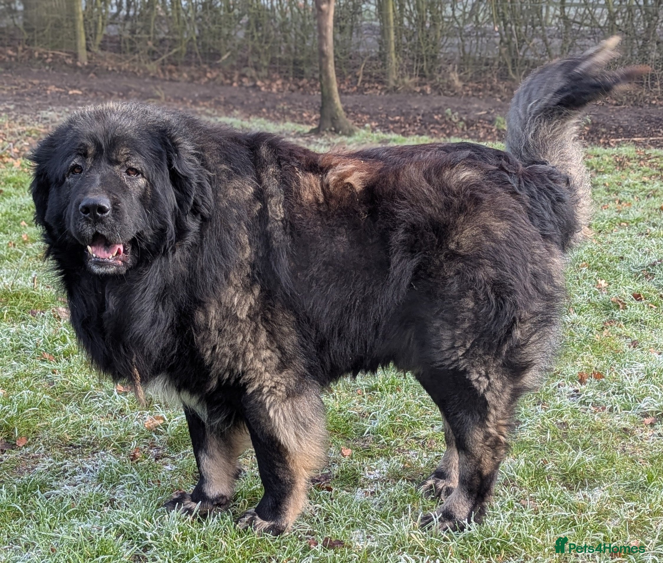 Caucasian Shepherd Dog dogs **Caucasian Shepherd Stud** in Wisbech - Advert 2