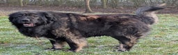 Caucasian Shepherd Dog dogs for stud: **Caucasian Shepherd Stud** in Wisbech - Advert 1