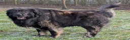 Caucasian Shepherd Dog dogs for stud: **Caucasian Shepherd Stud** in Wisbech - Advert 1