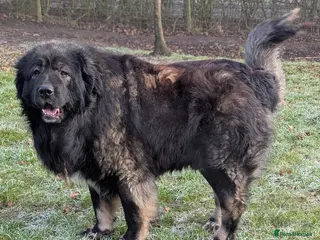 Caucasian Shepherd Dog dogs **Caucasian Shepherd Stud** in Wisbech - Advert 2