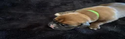 Boxer dogs for sale: Boxer - Advert 9