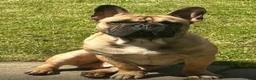 French Bulldog dogs for stud: Stud only  - Advert 3