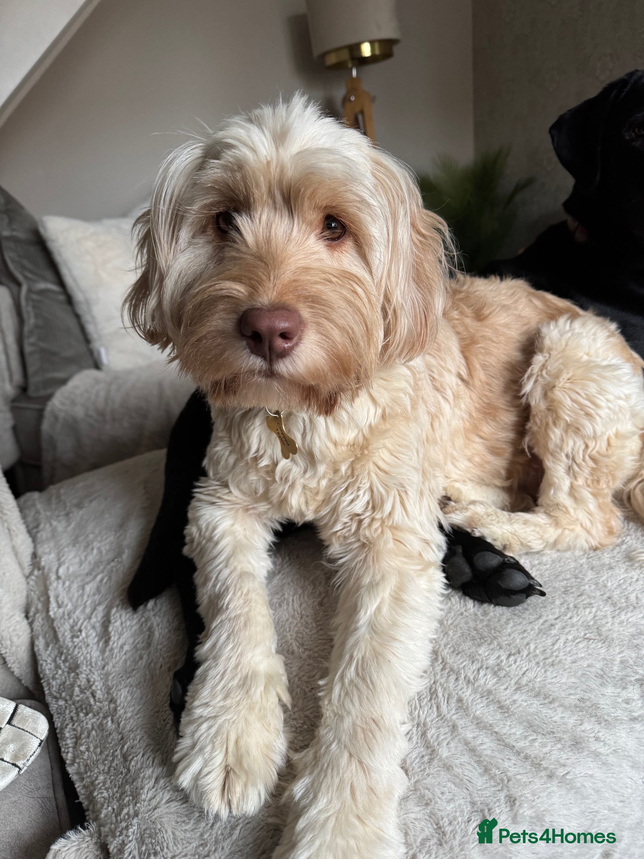 Labradoodle dogs Barbara needs a new loving home - Advert 1